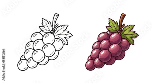Grapes: Coloring Page Outline vs. Realistic Illustration