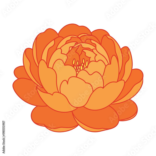 Vibrant Orange Peony Flower Illustration.