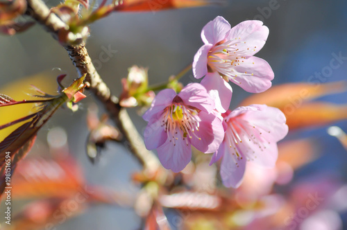 Wild Himalayan Cherry or Wild Himalayan tree or Sour cherry and sky