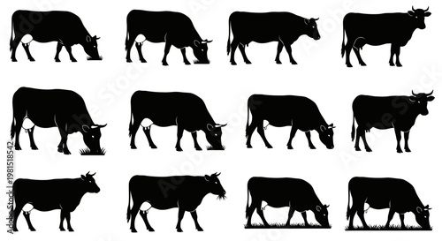 Black cow silhouettes walking and grazing in various poses on white background