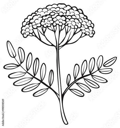 Illustration of a detailed outline of a Yarrow plant with leaves