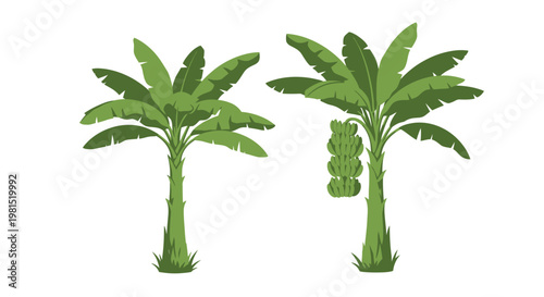 Two green banana trees, one with a bunch of bananas, isolated on white background