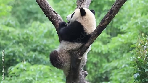 Movement of Little Panda on the High Tree, Wolong Panda base, China