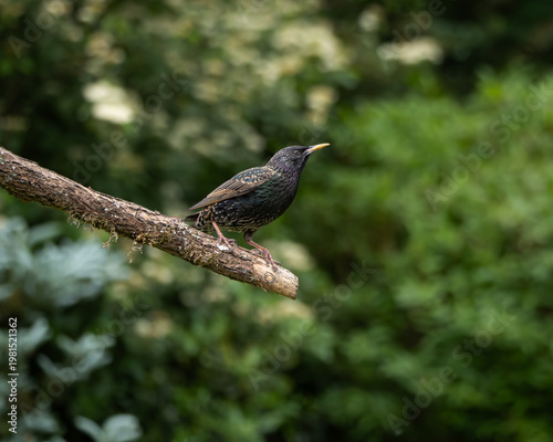 Two starlings, one adult with glossy iridescent plumage and one juvenile with brown-speckled feathers, perched apart on a diagonal tree branch against a vibrant green background. This composition