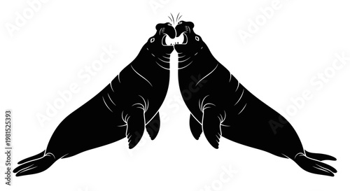 Two roaring seals or sea lions black silhouette illustration