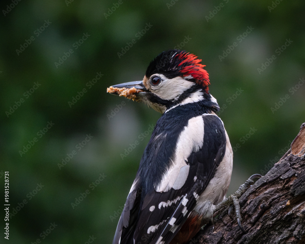Fototapeta premium Wildlife image of a great spotted woodpecker standing on a large tree stump while holding a nut in its beak. The black white and red bird is captured in a natural forest environment with soft green