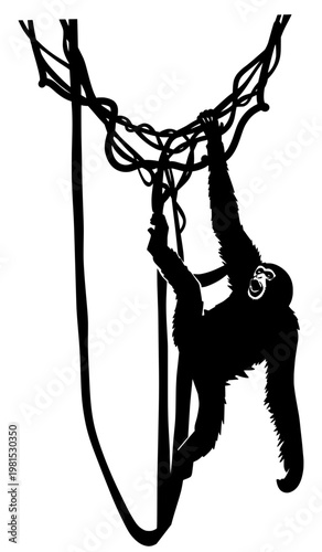 Gibbon monkey swinging and hanging on tangled jungle vines and lianas, wild primate in tropical forest, bold black silhouette illustration isolated on background