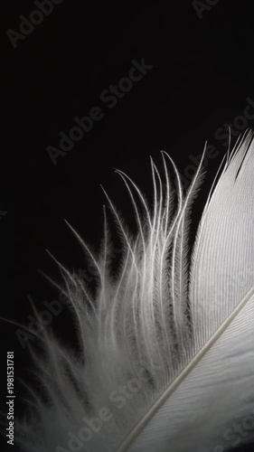 Close-up of a white feather on a black background