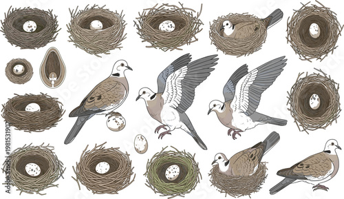 Vector line art collection of minimalist bird nest vignettes featuring avian pairs eggs and nurturing scenes for stationery and logo designVector line art  
