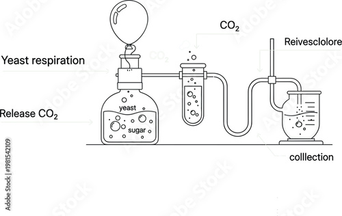 Yeast Respiration Experiment Diagram with CO2 Release, Fermentation Process, Gas Collection Setup and Biology Laboratory Illustration