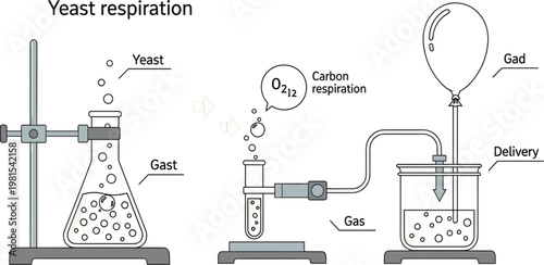 Yeast Respiration Experiment Illustration with Gas Production, Fermentation Process, Carbon Dioxide Collection and Biology Laboratory Setup