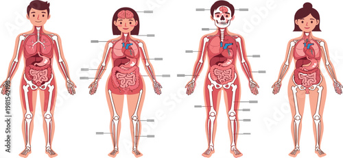 Human Anatomy Illustration Set with Male and Female Body Systems, Internal Organs, Skeleton Structure and Medical Education Diagram