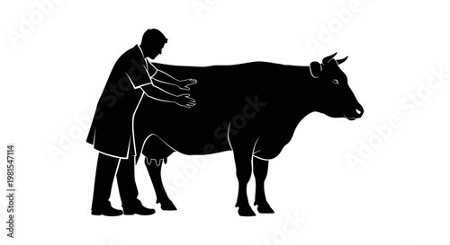 Farmer palpates cow checking pregnancy or health standing side by side in black silhouette
