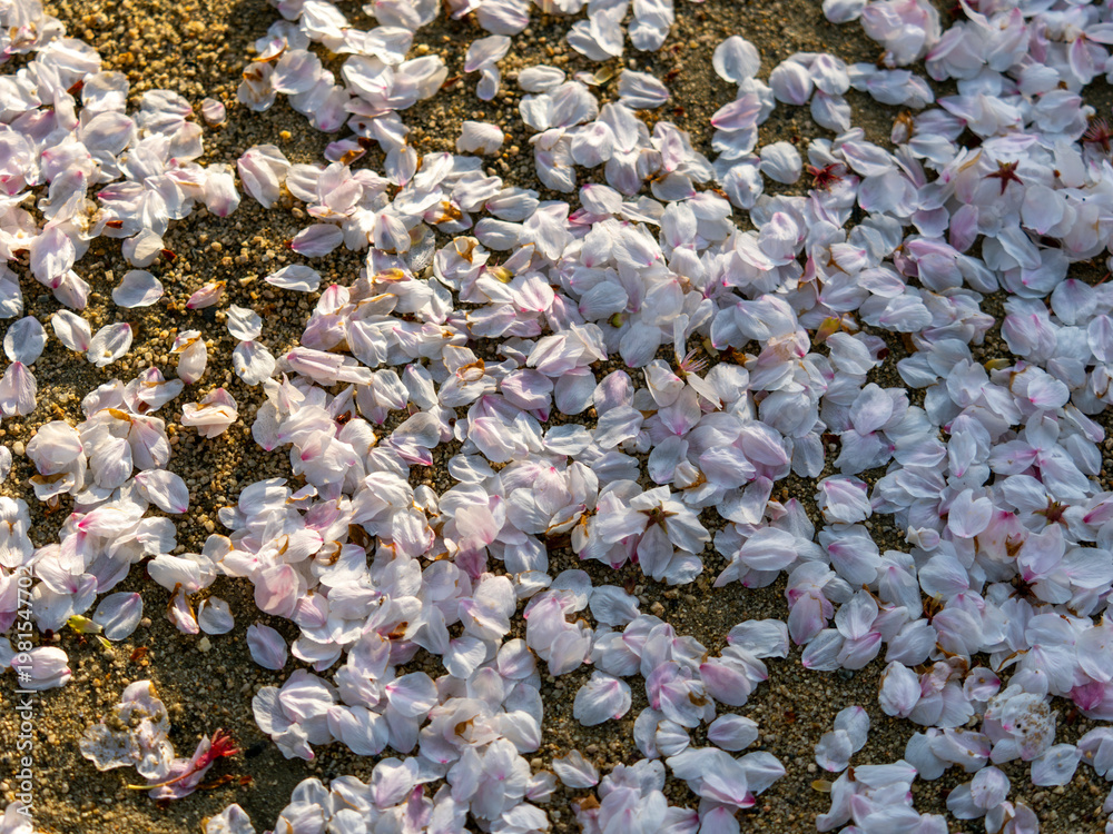 Fototapeta premium 地面に落ちた桜の花弁