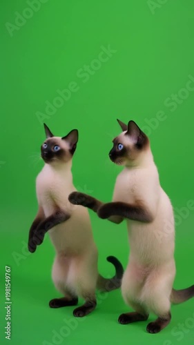 Two cats standing on hind legs against green background