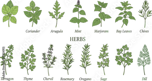 Printbotanical, illustration, plants, herbs, foliage, leaves, species, collection, chart, diagram, vintage, engraved, handdrawn, nature, flora, garden, herbal, medicinal, wildplants, greenery, isolate