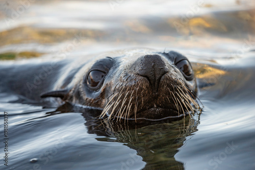 Portrait of a wild sea lion close up