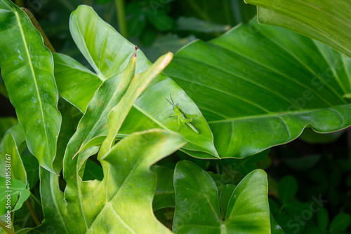Green Grasshopper on Tropical Plant Leaf