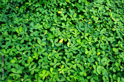 Arachis pintoi ground cover