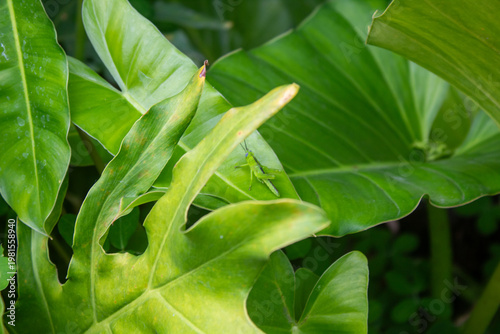 Green Grasshopper on Philodendron Leaf