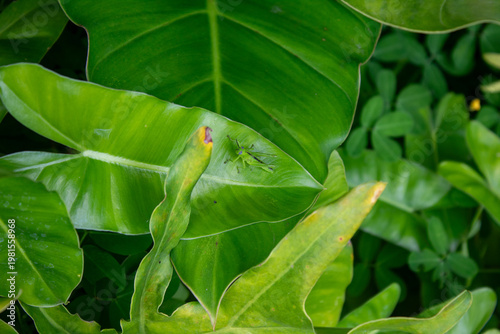 Green Grasshopper on a Leaf