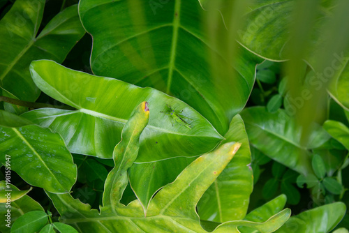 Green Grasshopper on Tropical Leaves