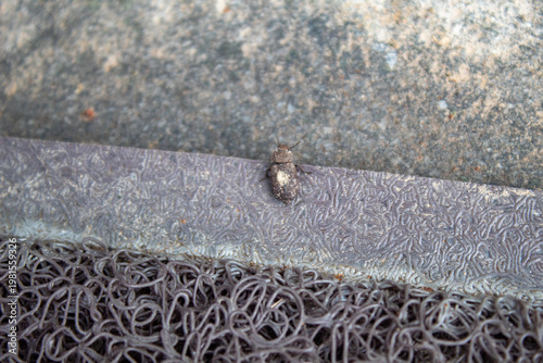 Varied Carpet Beetle on Textured Surface