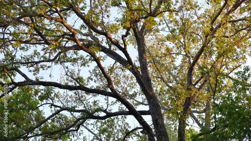 trees in the forest