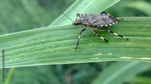 The yellow-spotted stink bug is motionless, resting