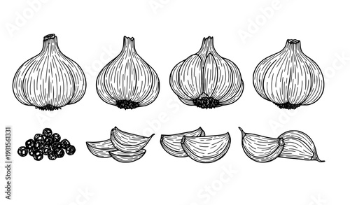 Hand drawn garlic bulb and clove outline vector set with peppercorn spice illustration isolated on white background