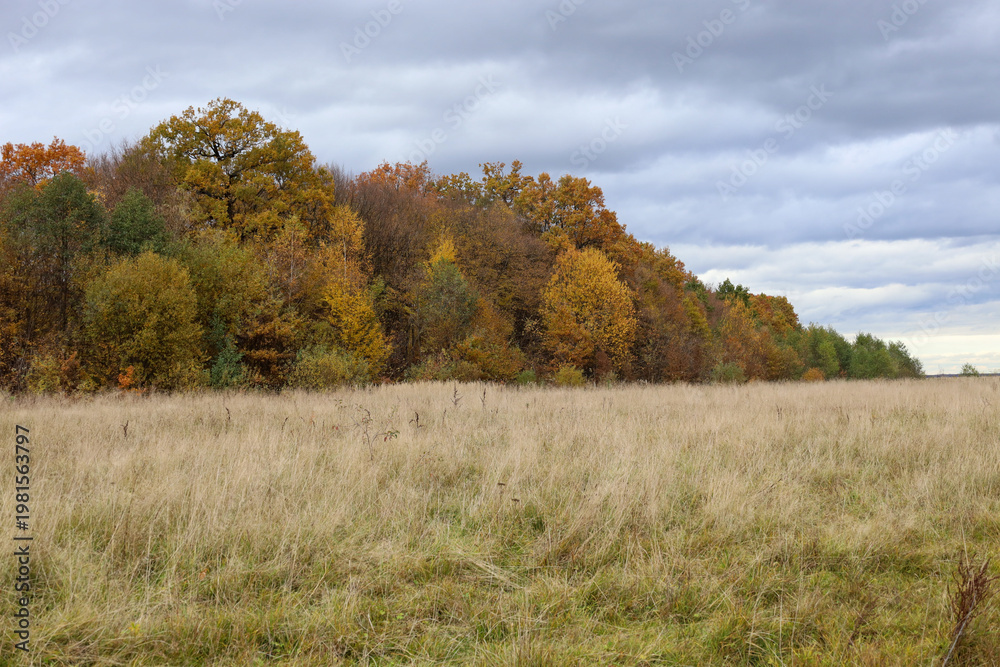 Fototapeta premium A wide field with tall dry grass stretches before a dense autumn forest under a moody cloudy sky. Bright golden and crimson tree colors contrast with the grey atmosphere, creating a calm and majestic 