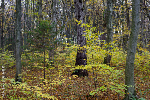 Принти на полотні A picturesque autumn forest is filled with tall trees, thin branches, and bright golden foliage against a dense undergrowth