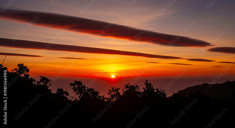 Fototapeta premium A vibrant golden sunset sky glowing above the dark silhouette of the trees in the late evening