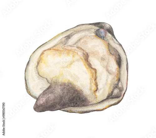 ホッキ貝　水彩色鉛筆イラスト