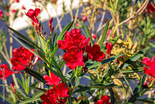 Εκτύπωση καμβά Closeup of Arizona drought tolerant red Oleander blooming with soft red flowers