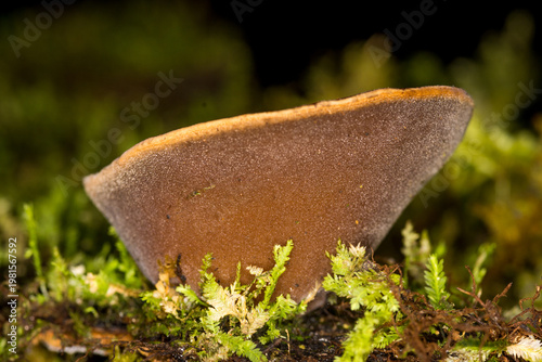 Vászonkép Close up of Urnula campylospora, the brown forest cup or black cup which is a cup fungus that grows on rotted wood