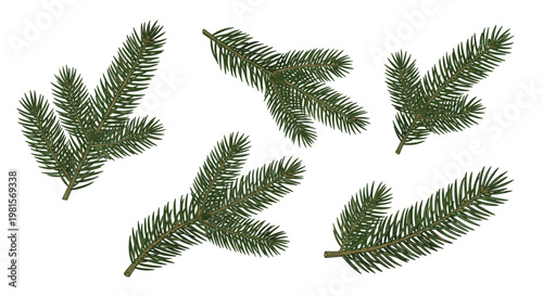 Set of realistic green spruce or pine branches for christmas floral arrangements and winter holiday botanical decorations.