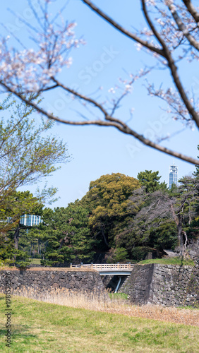 皇居の桜