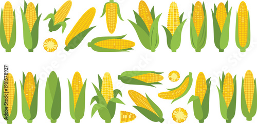 Corn vector set collection fresh maize cobs and slices with green husks isolated agricultural food illustration design elements