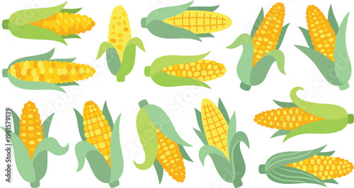 Flat corn vector collection fresh maize cobs with green husks isolated agricultural vegetable food illustration design elements set