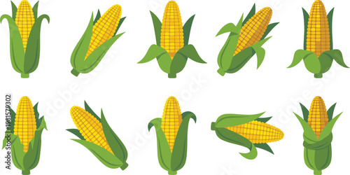 Corn vector set collection fresh maize cobs with husk isolated healthy vegetable food elements flat illustration design
