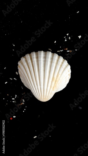 A white seashell with ribs on a black background