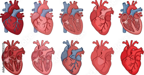 Anatomical human heart vector set with detailed medical illustrations, realistic cardiovascular organ diagrams showing internal structure and different views isolated