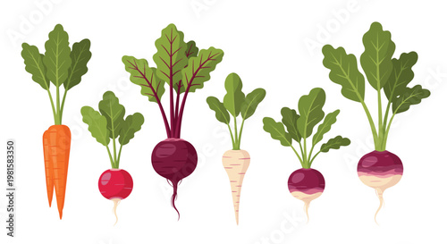 A diverse horizontal row of fresh organic root vegetables is arranged against a minimalist white backdrop showcasing vibrant orange and purple hues under soft light.