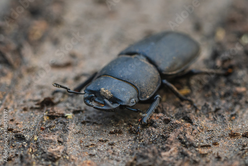 Lesser Stag Beetle - Dorcus parallelipipedus, beautiful small black beetle from European forests and woodlands, Zlin, Czech Republic.