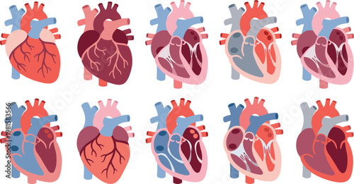 Flat human heart anatomy vector collection with simplified medical illustrations, colorful cardiovascular organ diagrams in different styles isolated on background