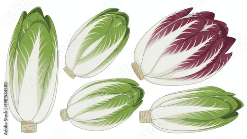Fresh Endive Lettuce Heads on White Background.
