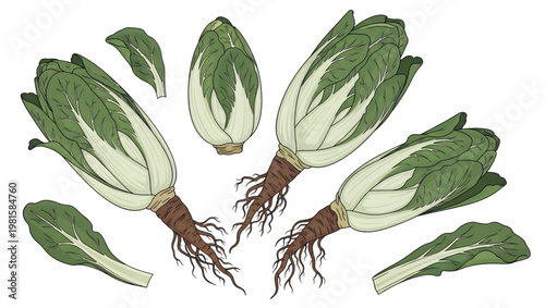 Bok Choy Vegetable Roots and Leaves.