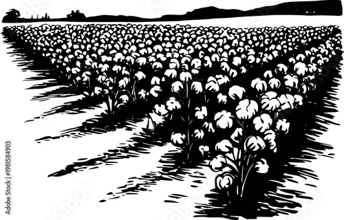 Black and white of a vast cotton field under a hillside horizon agriculture farm