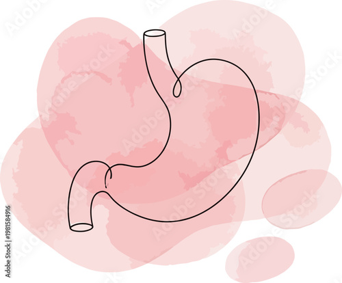 Minimal Stomach Line Art with Watercolor Background Digestive System Illustration